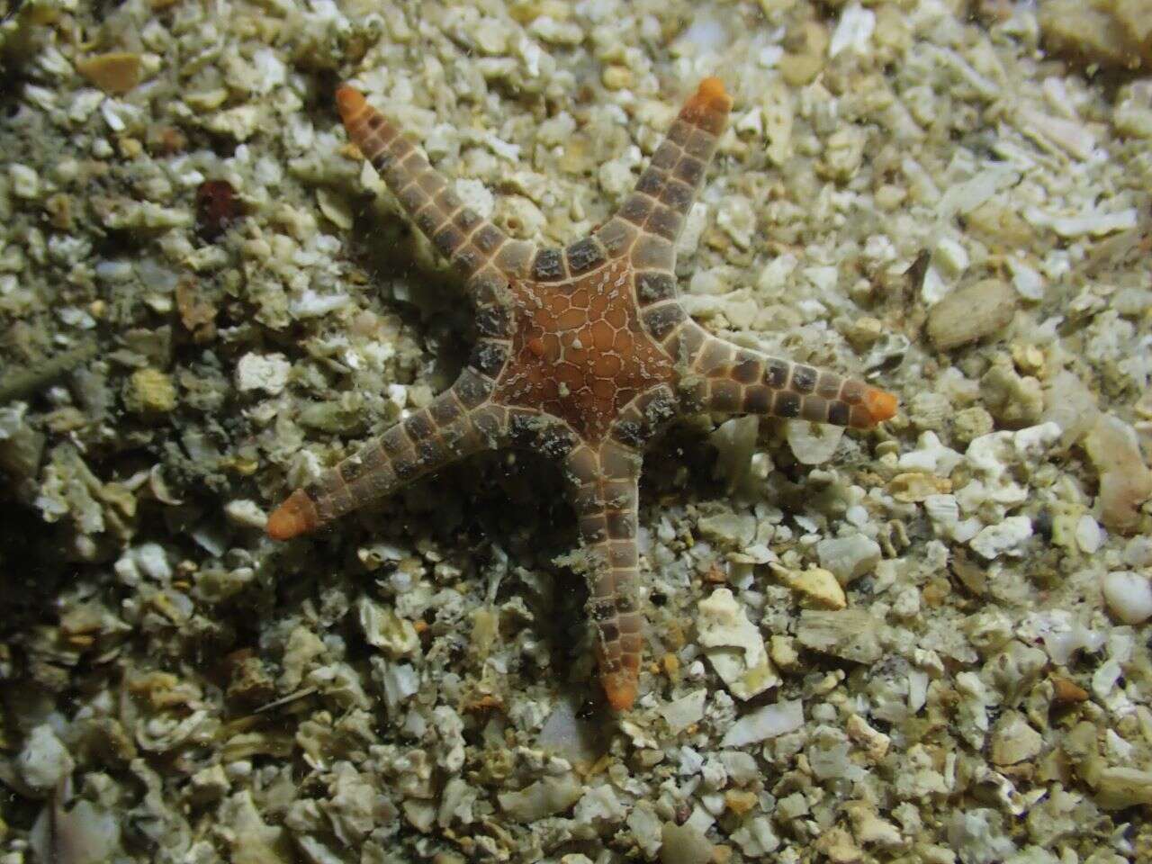 Image of Double Sea Star