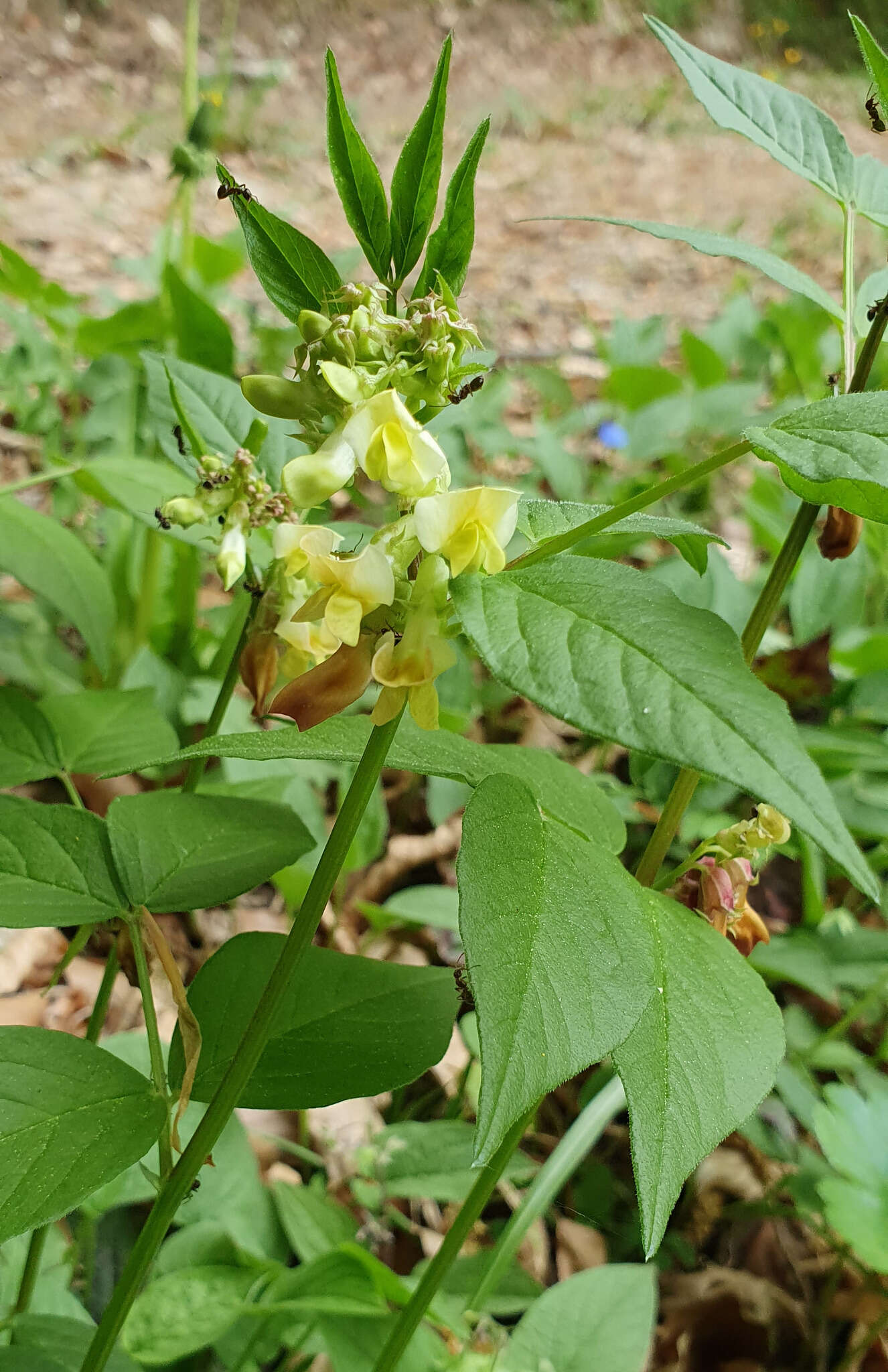 صورة Vicia oroboides Wulfen