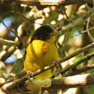 Image de Ploceus bicolor bicolor Vieillot 1819