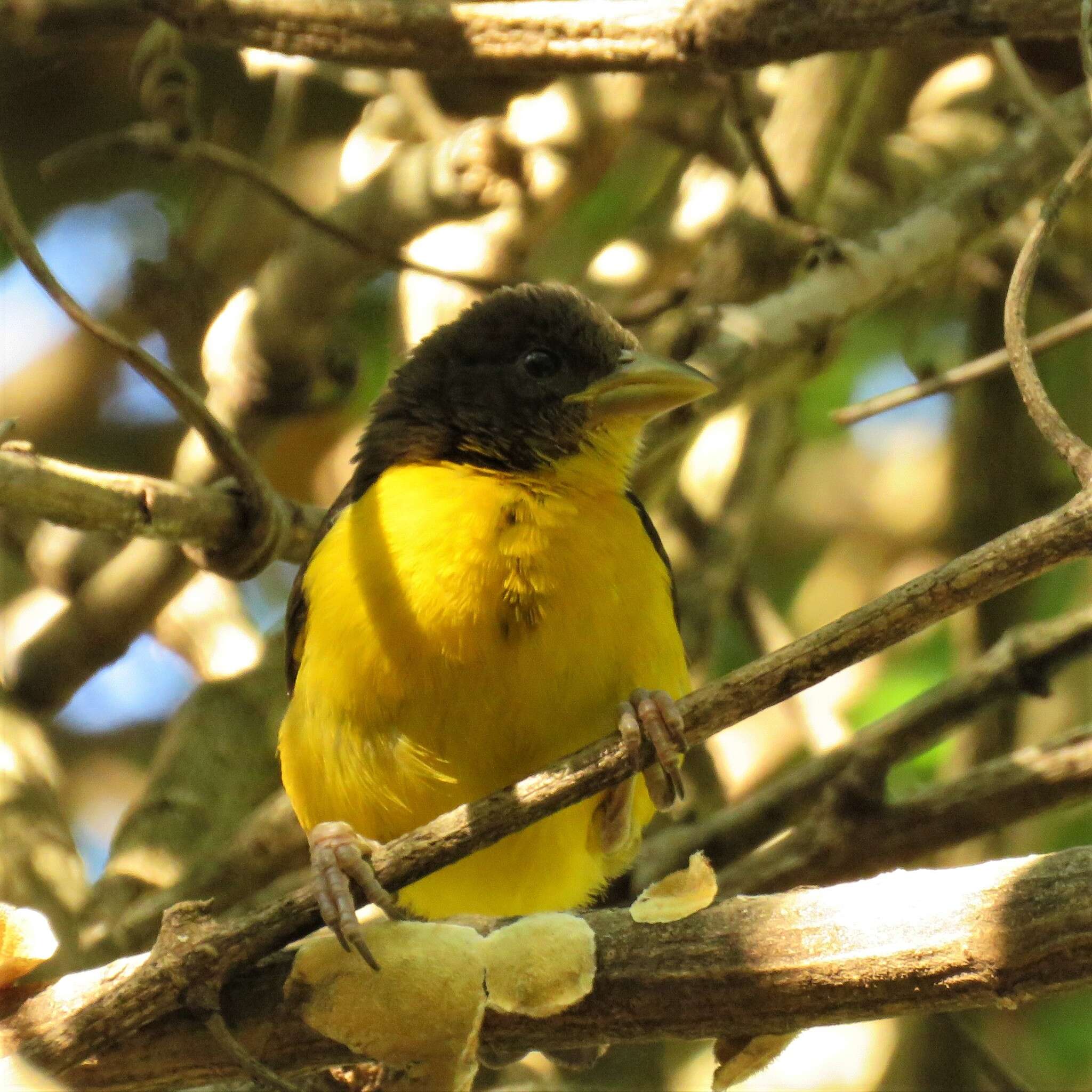 Image de Ploceus bicolor bicolor Vieillot 1819