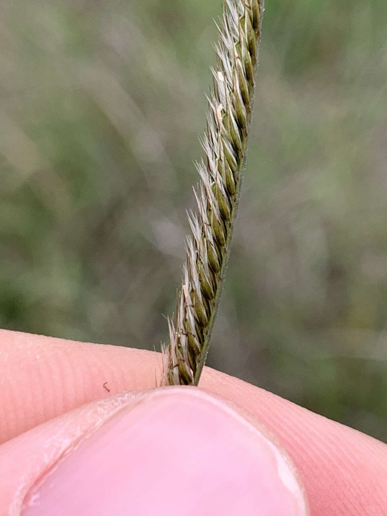 Image of Paraguayan windmill grass