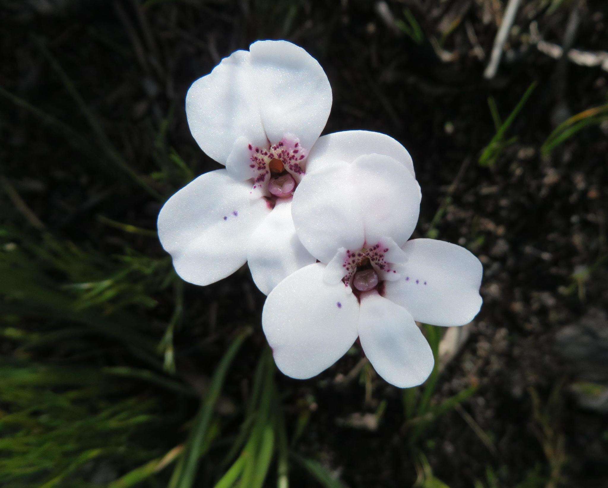 Image of Disa fasciata Lindl.