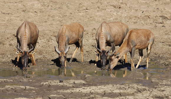 Image of Hartebeest