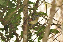 Image of Rufous-winged Antwren