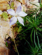 صورة Wahlenbergia matthewsii Cockayne