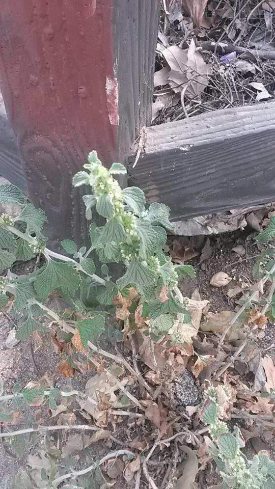 Image of horehound