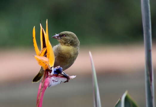 Image of African Masked Weaver