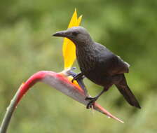 Image of Red-winged Starling