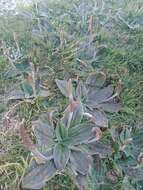 Image of Plantago euryphylla B. G. Briggs. Carolin & Pulley