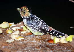 Image of Crested Barbet