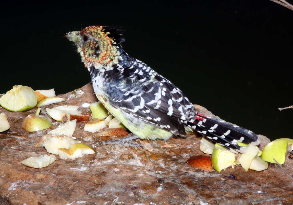 Image of Crested Barbet