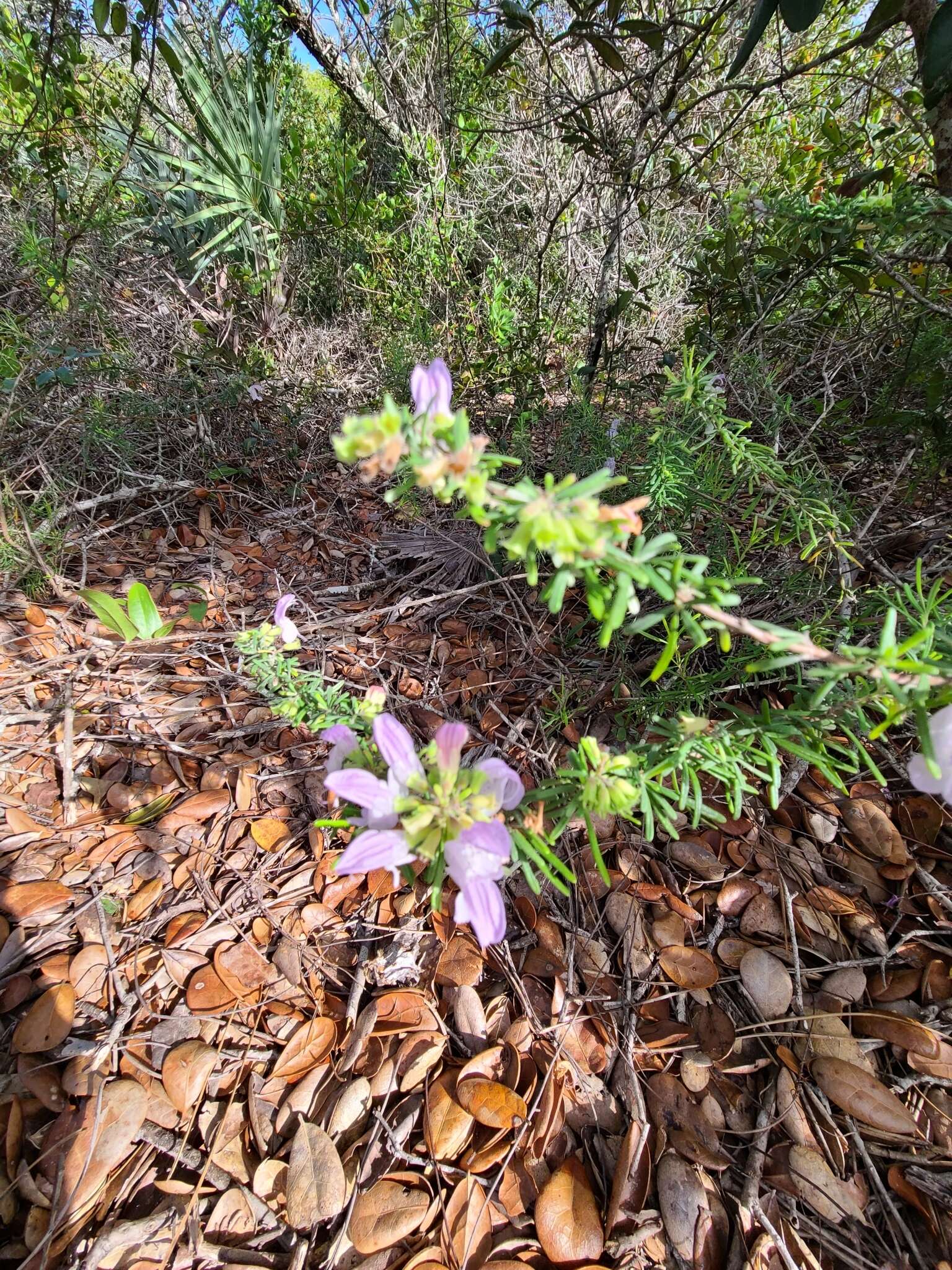 Image of largeflower false rosemary