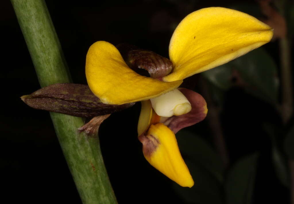 Plancia ëd Eulophia streptopetala Lindl.