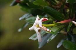 Image of Cosmibuena valerii (Standl.) C. M. Taylor