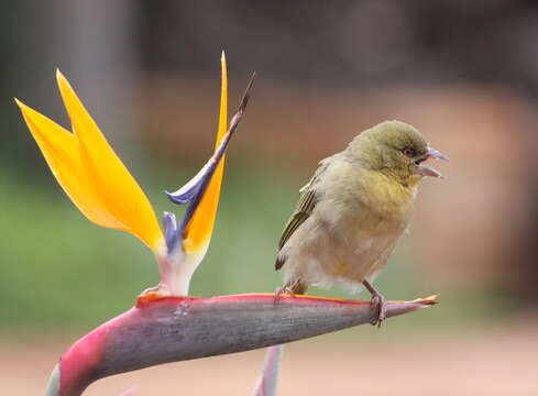 Image of African Masked Weaver