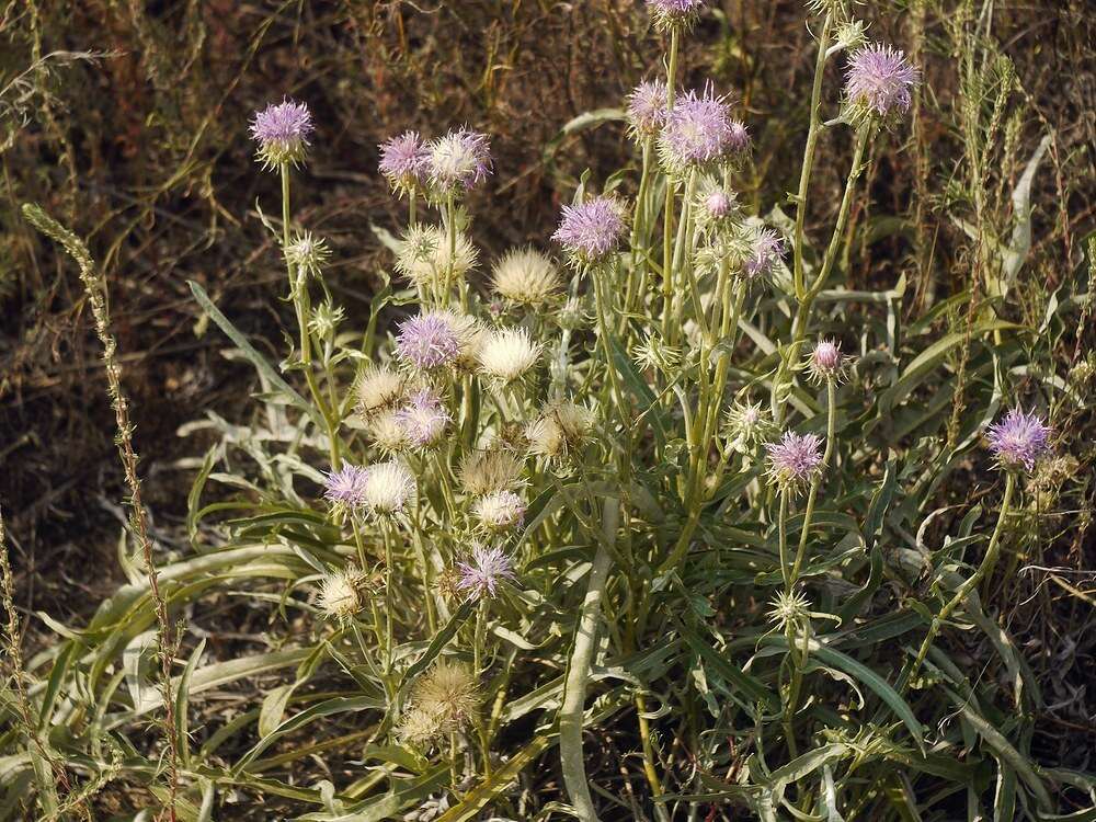 Imagem de Jurinea longifolia DC.