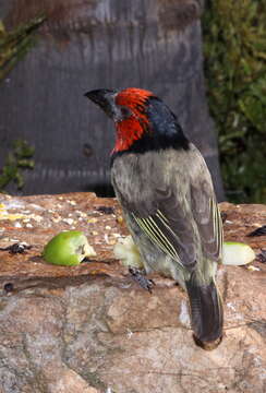 Image of Black-collared Barbet