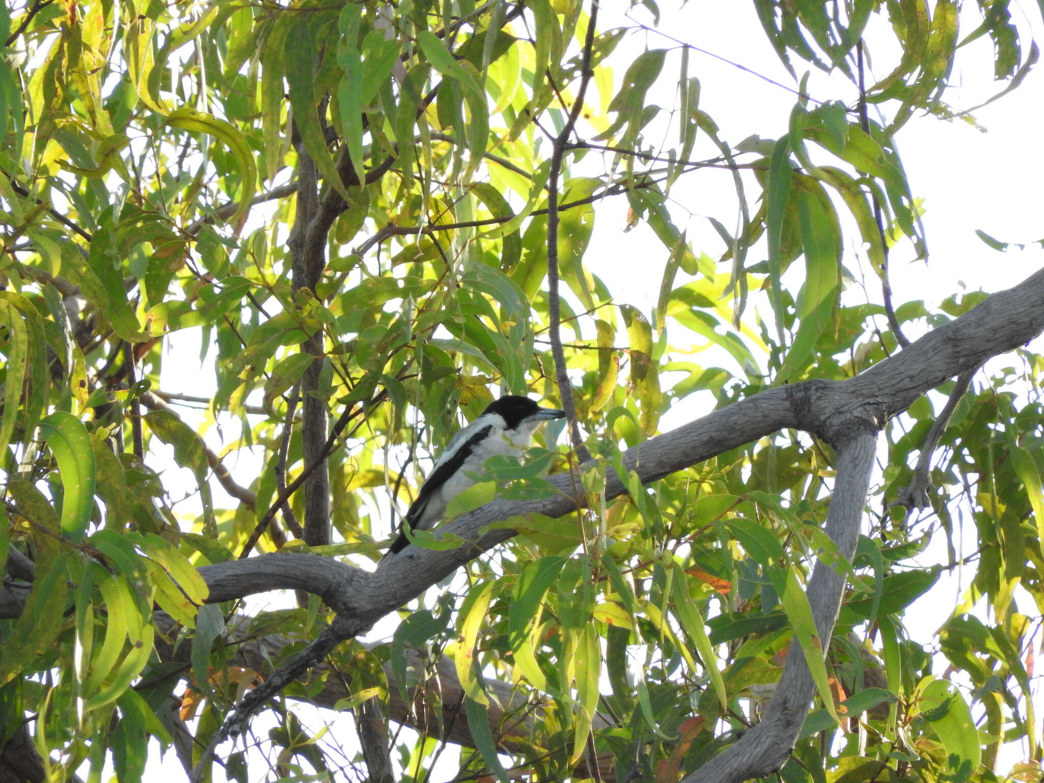 Image of Silver-backed Butcherbird