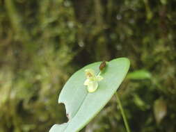 Image of Pleurothallis epiglottis Luer