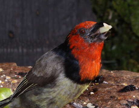 Image of Black-collared Barbet