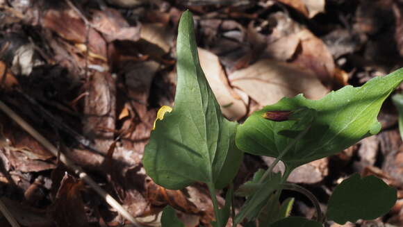 Image of pine violet