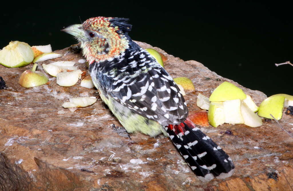 Image of Crested Barbet