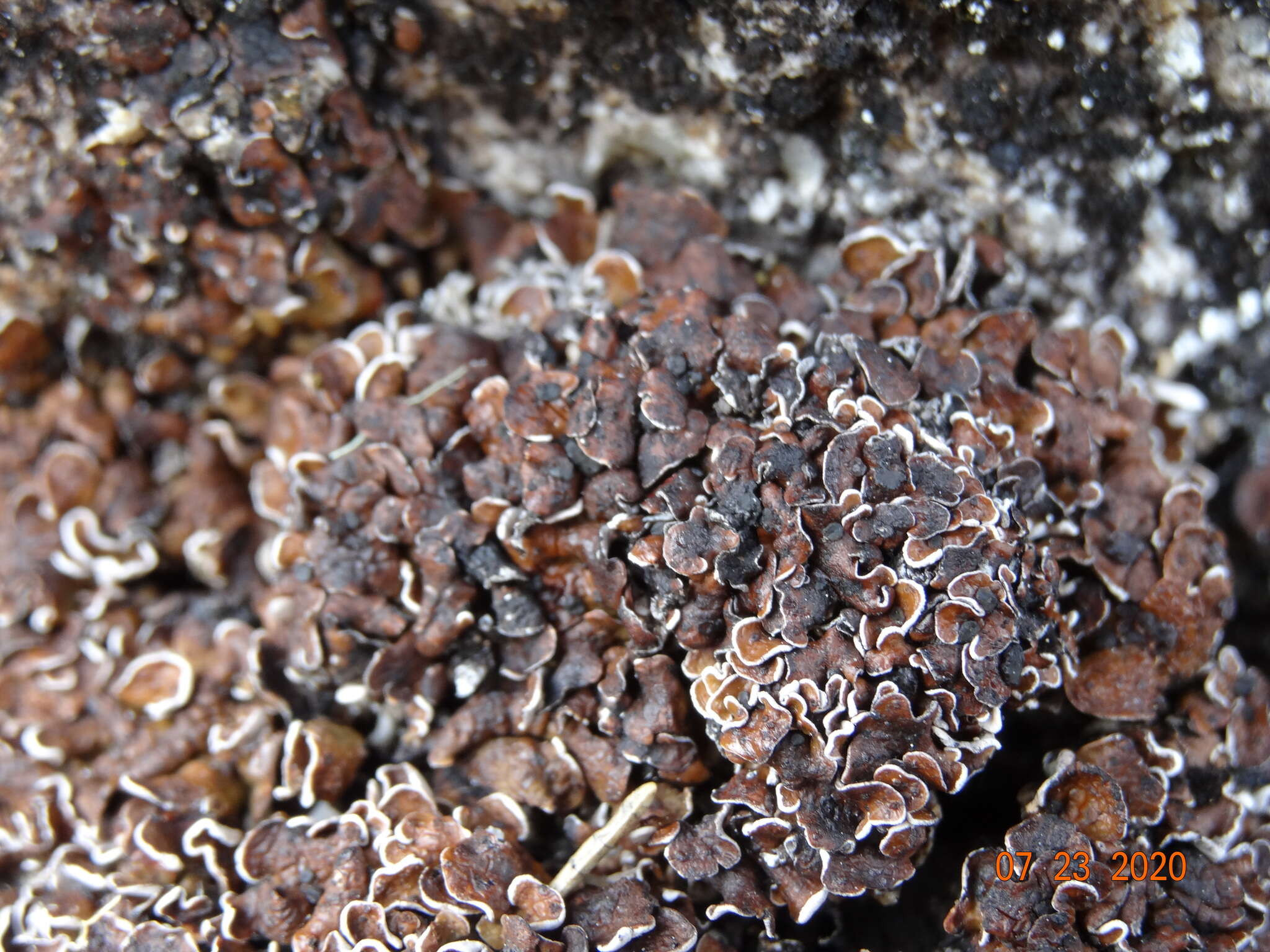 Image of Himalaya fishscale lichen