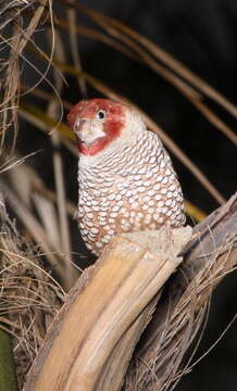 Image of Red-headed Finch