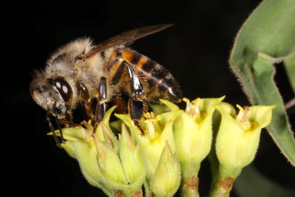 Слика од Apis mellifera scutellata