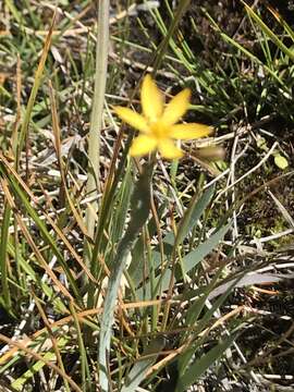 Image of Timberland Blue-Eyed-Grass