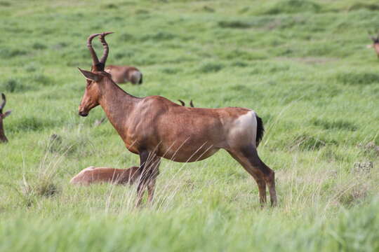 Image of Hartebeest