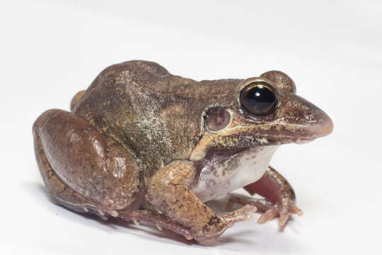 Image of Brown Foam-nest Frog