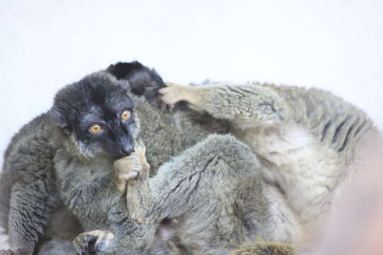 Слика од Eulemur fulvus (É. Geoffroy Saint-Hilaire 1796)