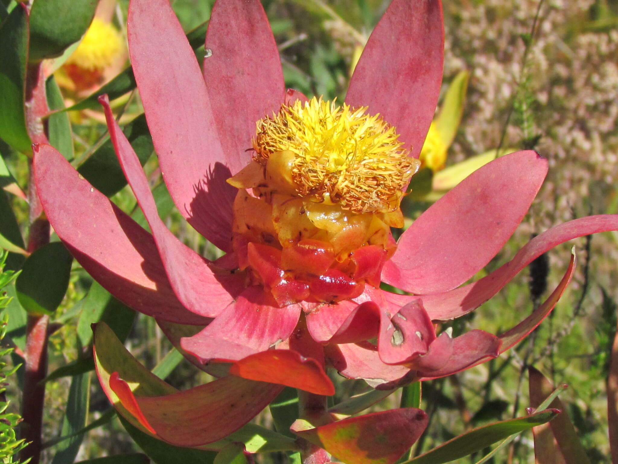 Image of Leucadendron orientale I. J. M. Williams