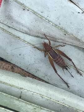 Image of Short-winged Bush Cricket