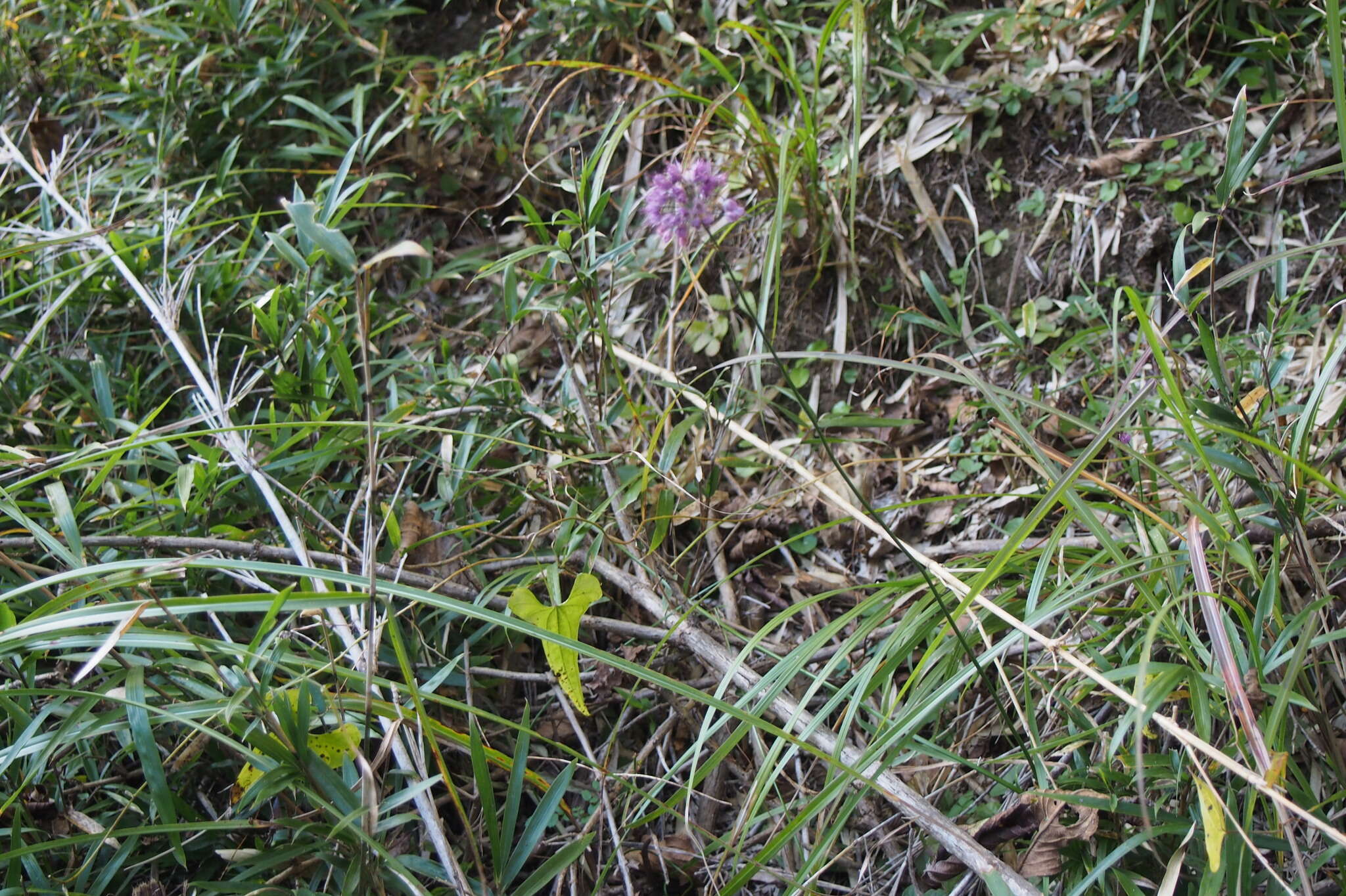 Image of Allium thunbergii G. Don