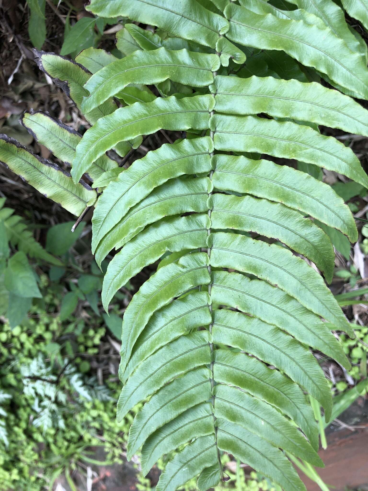 Image of Limestone Fern