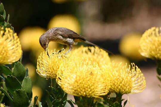 Image of Sugarbird