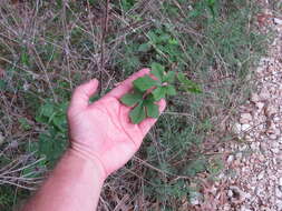 Image of Ibervillea lindheimeri (A. Gray) Greene