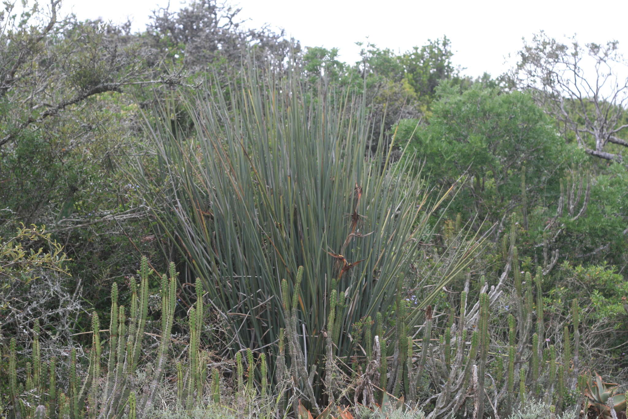 Image of Strelitzia juncea (Ker Gawl.) Link