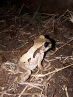 Image of Mozambique tree frog