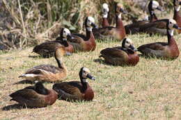 Image of White-faced Whistling Duck