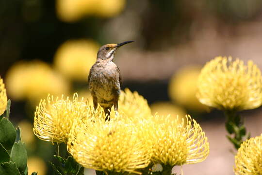 Image of Sugarbird