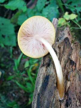 Image of Pluteus flavofuligineus G. F. Atk. 1902