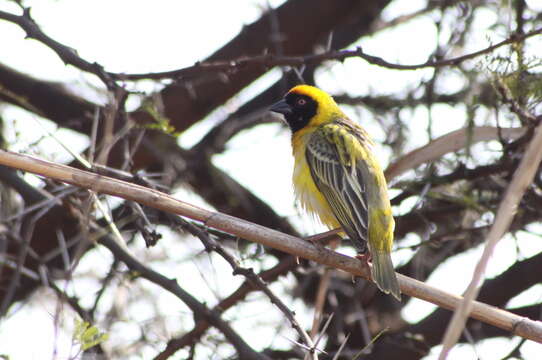 Image of African Masked Weaver