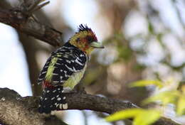 Image of Crested Barbet