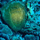 Image of Chinaman's Hat