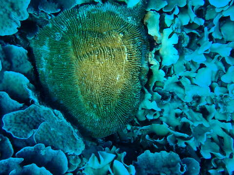 Image of plate coral