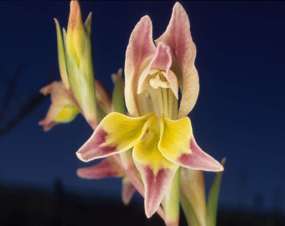 Imagem de Gladiolus orchidiflorus Andrews