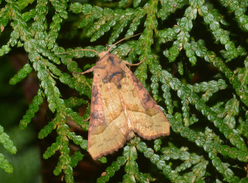 Image of Hydraecia stramentosa Guenée 1852